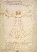 L'homme de Vitruve (Léonard de Vinci) - Muzeo.com