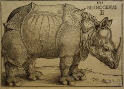 Rhinocéros (Albrecht Dürer) - Muzeo.com