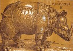 Rhinoceros (Albrecht Dürer) - Muzeo.com