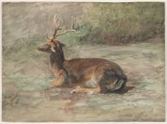 Cerf couché (Rosa Bonheur) - Muzeo.com