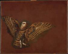 Chat-huant ; étude (Pieter Boel) - Muzeo.com