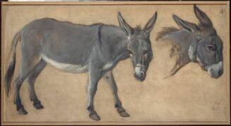 Etude d'âne (Alexandre-François Desportes) - Muzeo.com