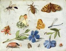 Insectes (Jan van Kessel) - Muzeo.com
