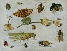 Insectes (Jan van Kessel) - Muzeo.com