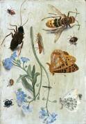 Insectes (Jan van Kessel) - Muzeo.com