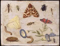 Insectes (Jan van Kessel) - Muzeo.com
