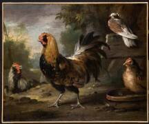 Le coq (Aert Schouman) - Muzeo.com