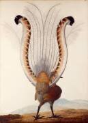 Oiseau-lyre (Pauline Knip) - Muzeo.com