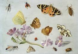 Papillons (Jan van Kessel) - Muzeo.com
