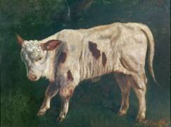 Un veau (Gustave Courbet) - Muzeo.com