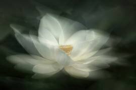 Balancement (Qing Zhao) - Muzeo.com