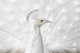 Inmaculée (Fegari) - Muzeo.com