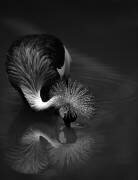 La réflexion (C.S. Tjandra) - Muzeo.com