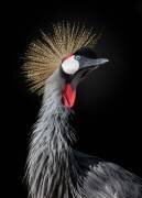 La Reine (Fegari) - Muzeo.com