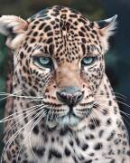 Léopard II (Christophe Drochon) - Muzeo.com