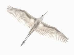 Mouche (Keren Or) - Muzeo.com