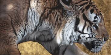 Reconquête (Christophe Drochon) - Muzeo.com