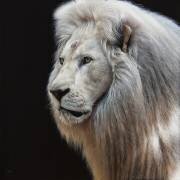 Rinpoché (Christophe Drochon) - Muzeo.com