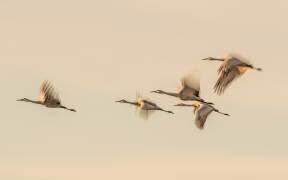 Sans titre (Qingsong Wang) - Muzeo.com