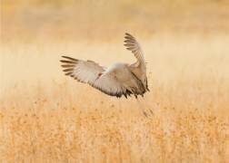 Sans titre (Qingsong Wang) - Muzeo.com