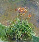 Hemerocallis (Claude Monet) - Muzeo.com
