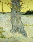 Le vieil arbre (Vincent van Gogh) - Muzeo.com