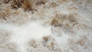 Lièvre acculé (Bruno Liljefors) - Muzeo.com