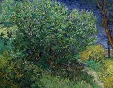 Lilas (Vincent van Gogh) - Muzeo.com