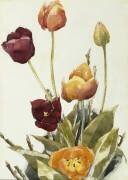 Tulipes (Charles Demuth) - Muzeo.com