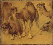 Dromadaires (Pieter Boel) - Muzeo.com