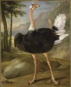 Etude d'oiseau (autruche) (Nicasius Bernaerts) - Muzeo.com