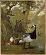 Etude d'oiseaux (Nicasius Bernaerts) - Muzeo.com