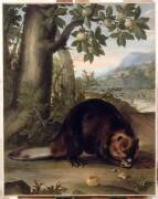 Un castor (Nicasius Bernaerts) - Muzeo.com