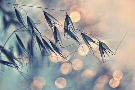 ...<<< (Dimitar Lazarov) - Muzeo.com