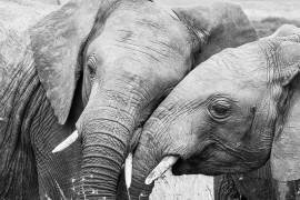 Affection (Paul Hsi) - Muzeo.com