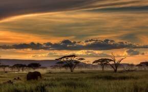 Africa (Amnon Eichelberg) - Muzeo.com