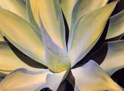Agave Abstract (Robin Wechsler) - Muzeo.com