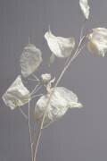 Almost transparent (Heidi Westum) - Muzeo.com