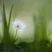 Alone (Piet Haaksma) - Muzeo.com