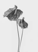 Anthurium (Lotte Gronkjar) - Muzeo.com