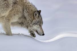 Approaching (Jun Zuo) - Muzeo.com