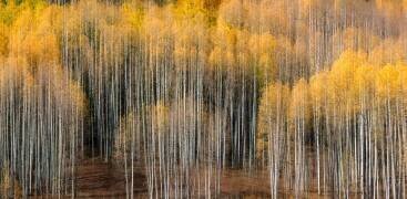 Aspen Impression (Alex Li) - Muzeo.com
