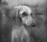 Automne (Svetlana Melik-Nubarova) - Muzeo.com