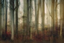 Lumière d'automne (Nel Talen) - Muzeo.com