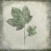 Avant la décadence (Çiçek Kıral) - Muzeo.com