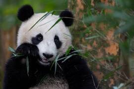 Bamboo Time (Alessandro Catta) - Muzeo.com