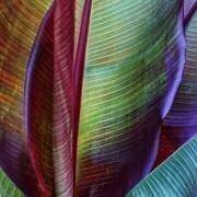 Banana skin (François Casanova) - Muzeo.com