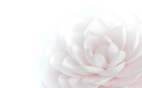 Beauté tendre (Peter Baer) - Muzeo.com