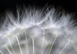 Blow it (Peter Fallberg) - Muzeo.com