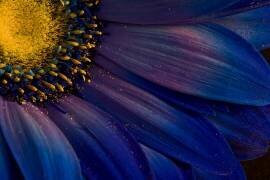 Blue Rays (Torsteinn H. Ingibergsson) - Muzeo.com